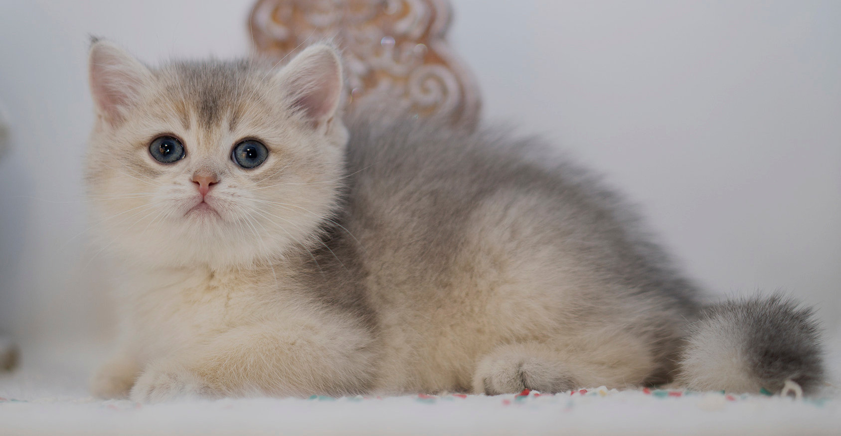 unoa 【Victorian cats Blue green】 RFWHT-W1458pf_grande.jpg?v=